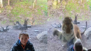 Video: Hổ dữ lao vào tấn công cậu bé đang chụp ảnh trong vườn thú